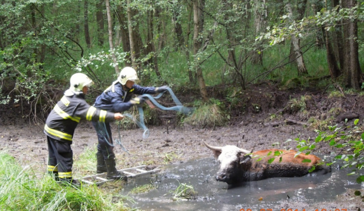 Krávu muselo z bahna dostat až osm hasičů. Foto: HZSLK