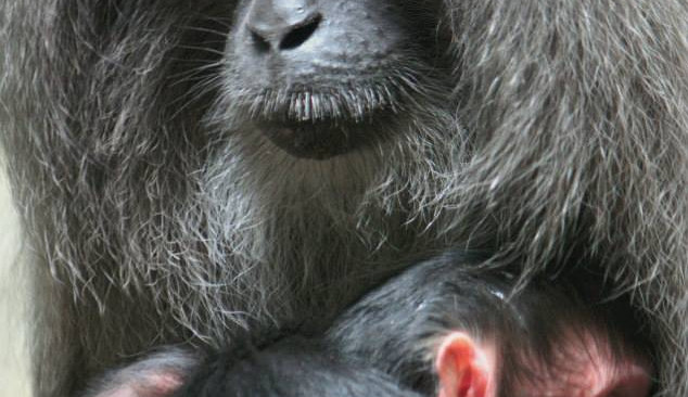 Ilustrační foto: ZOO Liberec