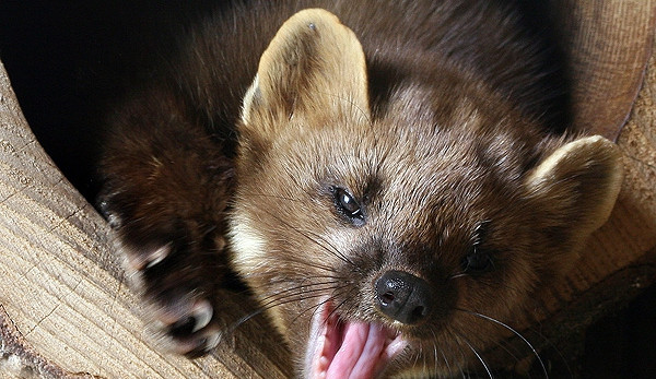 Ilustrační foto: Naturfoto.cz