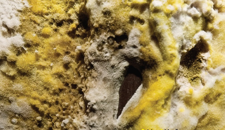 Houby z kina Varšava zavítají na krajský úřad