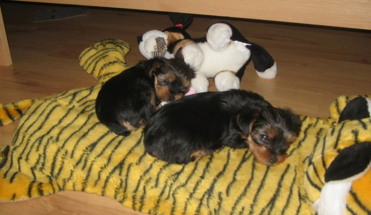 Yorkšírský teriér. Ilustrační foto: yorksirsky-terier.cz