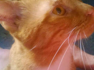 Drbna pátrá po majiteli zatoulaného kocoura