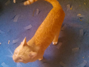 Drbna pátrá po majiteli zatoulaného kocoura