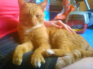 Drbna pátrá po majiteli zatoulaného kocoura