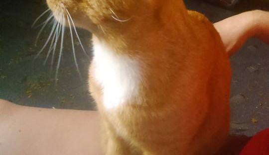 Drbna pátrá po majiteli zatoulaného kocoura