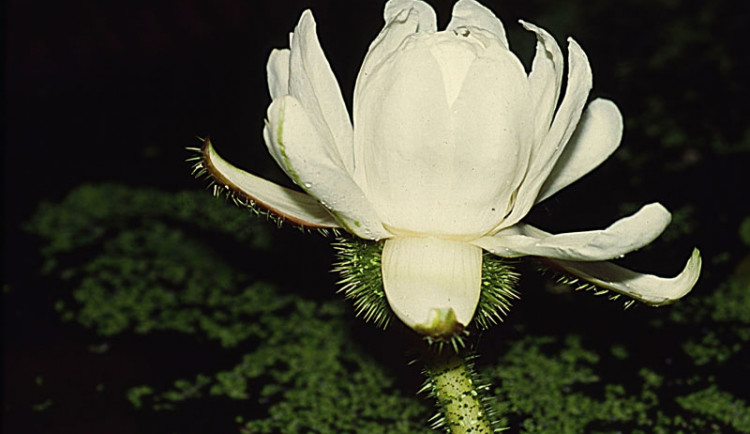 Ilustrační foto: Botanická zahrada Liberec