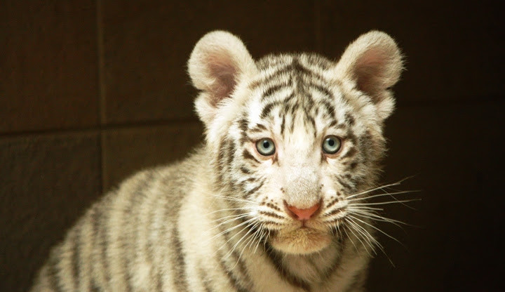 Ilustrační foto: ZOO Liberec