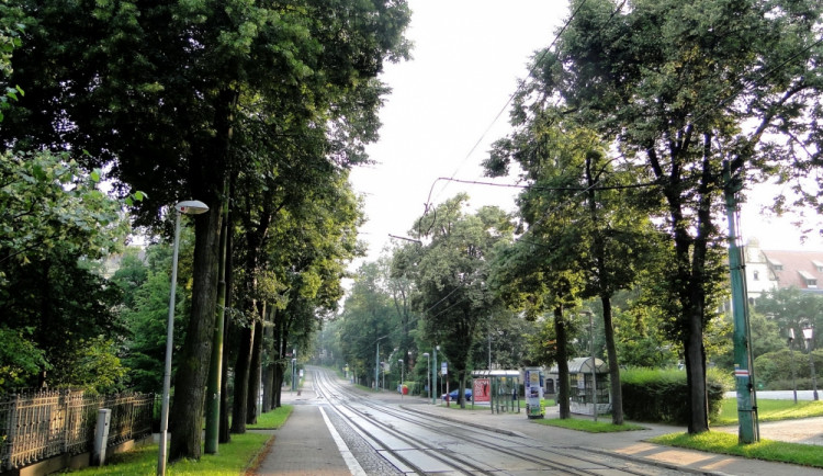 Alej v Masarykově ulici. Foto: Ivana Freiwilligová