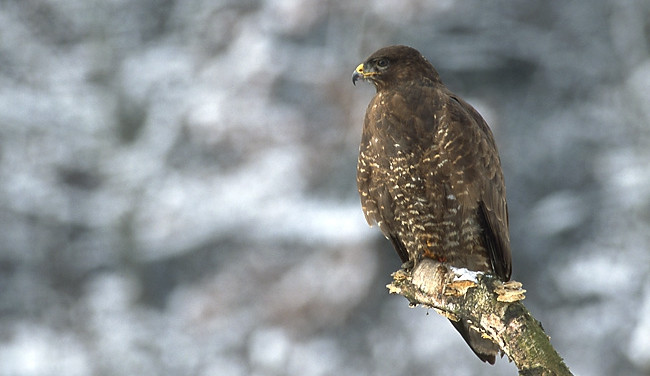 Ilustrační foto: Wikipedia