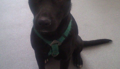 Štěně je v útulku. Foto: MP Liberec