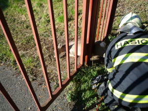 Srnku zaklíněnou v plotě pivovaru zachránili hasiči. Foto: HZSLK