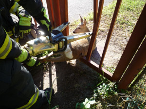 Srnku zaklíněnou v plotě pivovaru zachránili hasiči. Foto: HZSLK