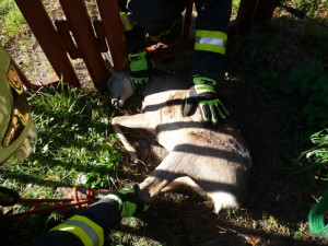Srnku zaklíněnou v plotě pivovaru zachránili hasiči. Foto: HZSLK