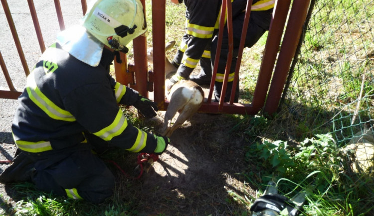 Srnku zaklíněnou v plotě pivovaru zachránili hasiči. Foto: HZSLK