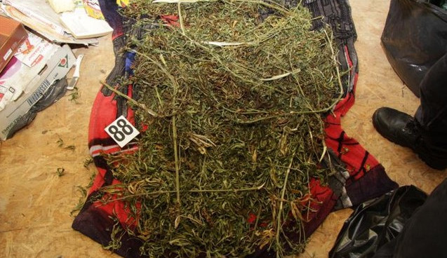 Další úspěch kriminálky. Zadržela sedm dealerů drog. Foto: Policie ČR