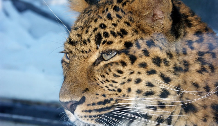 Levhart. Foto: ZOO Liberec