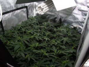 Muž si doma pěstoval více než stovku rostlin konopí. Foto: Policie ČR