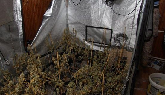 Muž si doma pěstoval více než stovku rostlin konopí. Foto: Policie ČR
