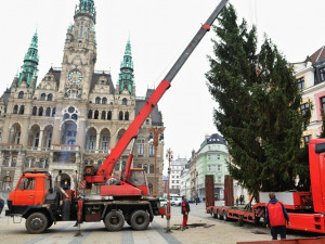 Vánoční strom už stojí před radnicí. Letos měří 14 metrů