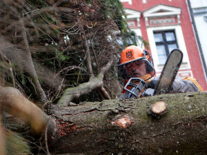 Vánoční strom už stojí před radnicí. Letos měří 14 metrů, Foto: MML/Jan Král