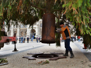 Vánoční strom už stojí před radnicí. Letos měří 14 metrů, Foto: MML/Jan Král