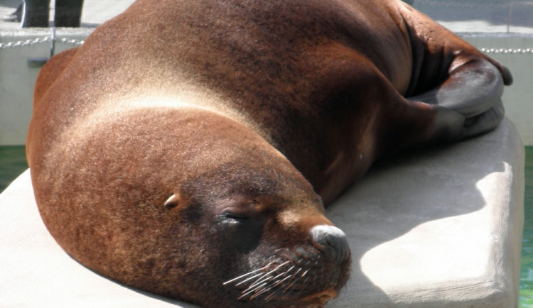 Navštivte setmělou zoo. Je magická