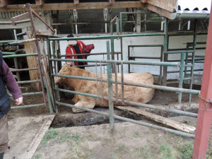 Kráva uvízla mezi trubkami, hasiči je rozřezali. Foto: HZSLK