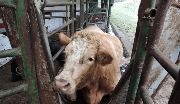 Kráva uvízla mezi trubkami, hasiči je rozřezali. Foto: HZSLK