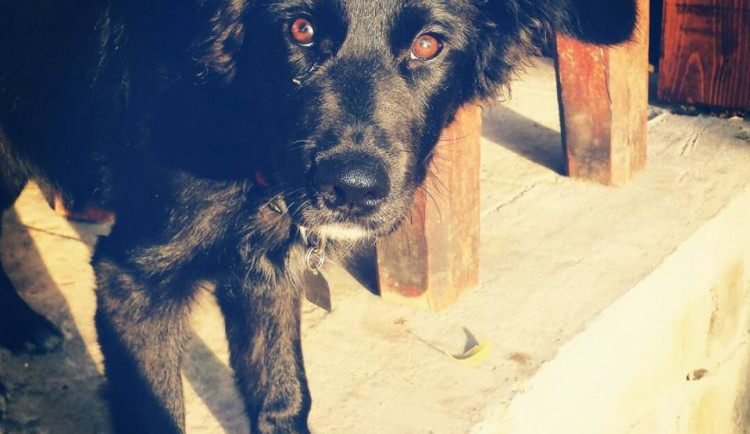 Neviděl někdo z vás tuhle fenku? Majitel po ní marně pátrá.