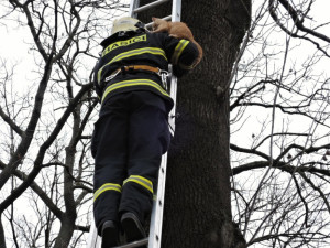 Kotě čekalo na hasiče na stromě v osmi metrech