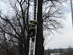 Kotě čekalo na hasiče na stromě v osmi metrech. Foto: HZSLK