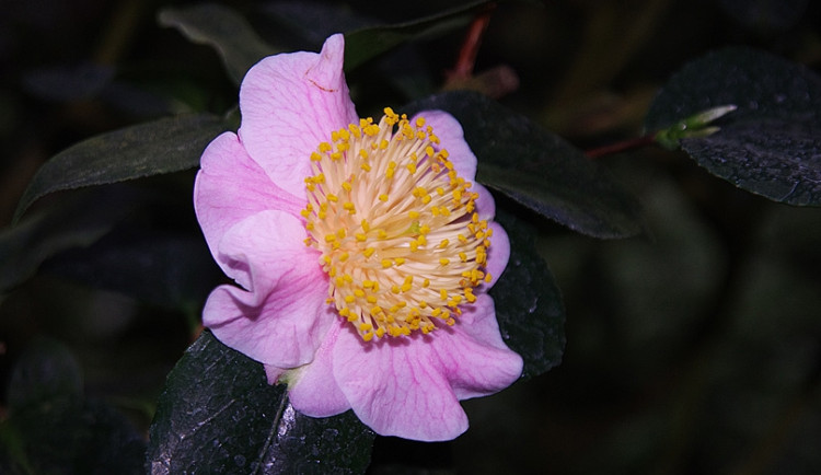 Ilustrační foto: Kamélie