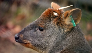 pudu