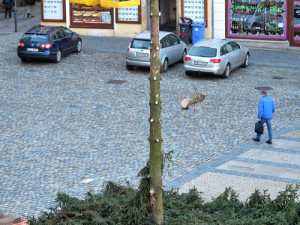 A je po Vánocích. Na náměstí pokáceli strom. Foto: Jan Král