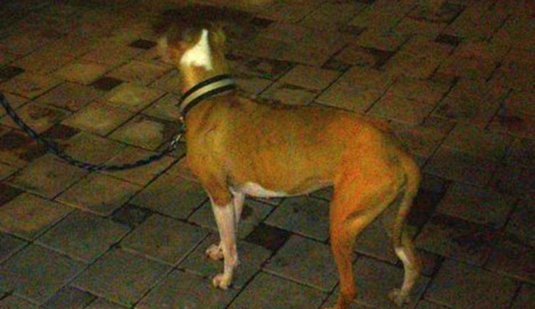 Odchycená fenka. Foto: MP Liberec