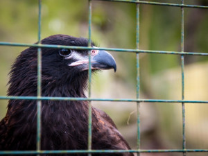 Liberecká zoo chce letos vytvořit dvě nové expozice