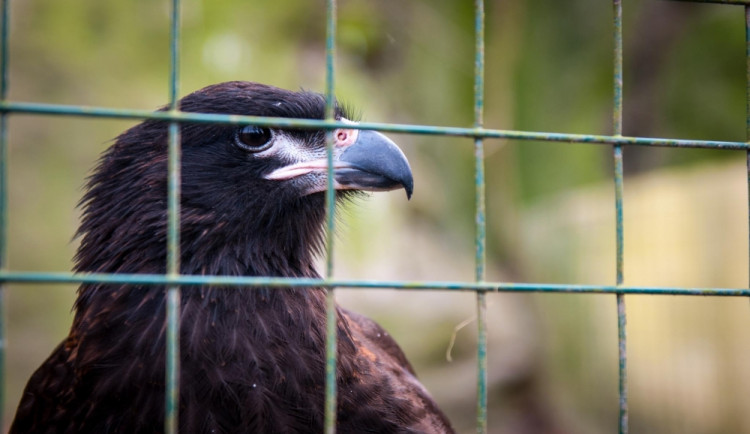 Ilustrační foto: František Stein