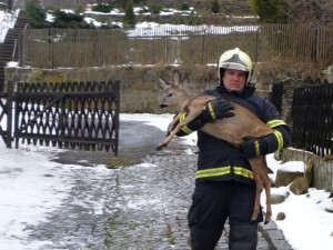 Pletivo polapilo srnku, vyprostit ji museli až hasiči. Foto: HZSLK