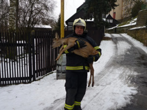 Pletivo polapilo srnku, vyprostit ji museli až hasiči. Foto: HZSLK