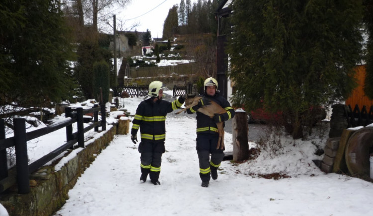 Pletivo polapilo srnku, vyprostit ji museli až hasiči. Foto: HZSLK