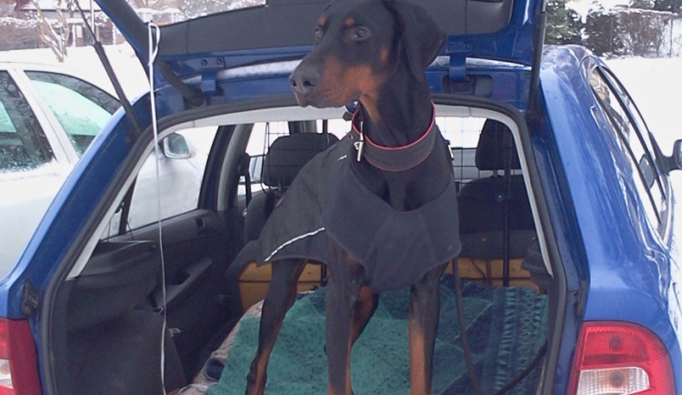 Psí taxi. Foto archiv A. Burianové