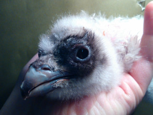 V zoologické zahradě se vylíhl vzácný orlosup. Foto: ZOO Liberec