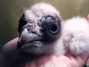 V zoologické zahradě se vylíhl vzácný orlosup. Foto: ZOO Liberec