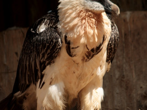 V zoologické zahradě se vylíhl vzácný orlosup. Foto: ZOO Liberec
