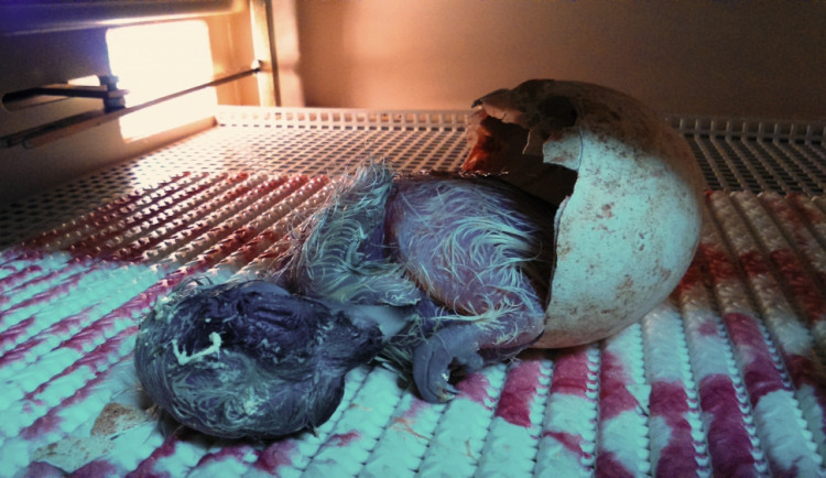 V zoologické zahradě se vylíhl vzácný orlosup. Foto: ZOO Liberec