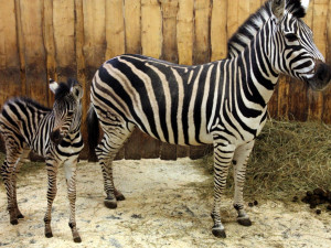 Jina s maminkou Juou. Foto: ZOO Liberec