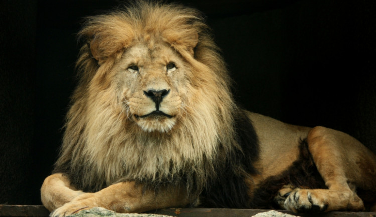 Lev Sultán. Foto: ZOO Liberec