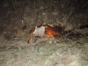 Spolujezdce museli z auta po střetu s krávou vystříhat hasiči. Foto: HZSLK