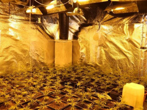 Policisté odhalili pěstírnu s bezmála 500 rostlinami marihuany