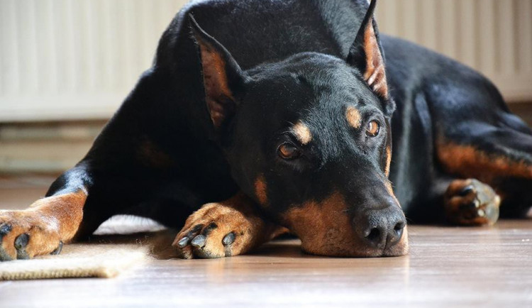 Dobrman. Foto: Jana Veselá